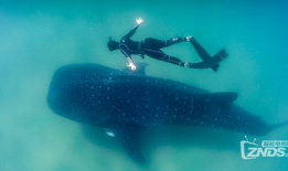 深海视频,揭秘神秘海底世界的奇幻之旅